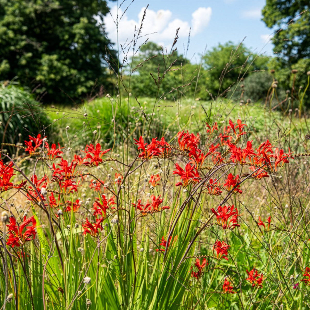 Crocosmia 'Lucifer' rot (x15)