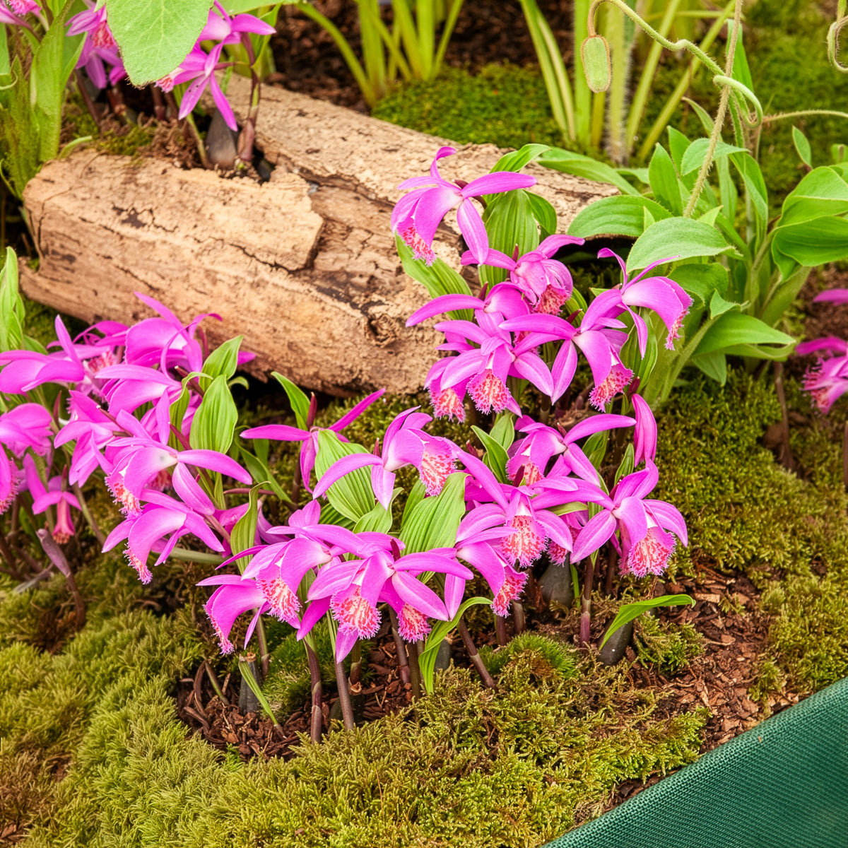 Orchidee 'Pleione Tongariro' - Willemse
