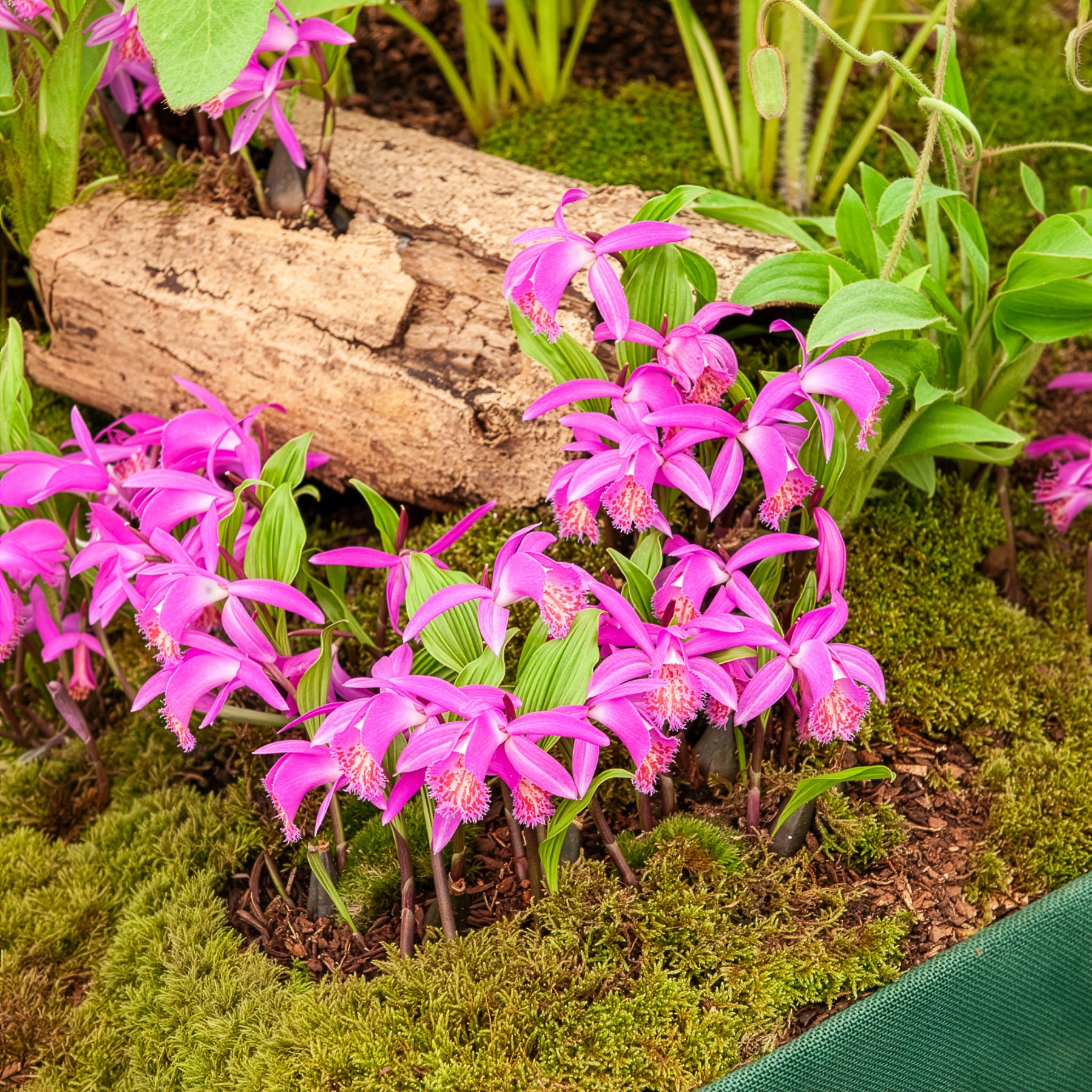 Orchidee 'Pleione Tongariro' - Willemse