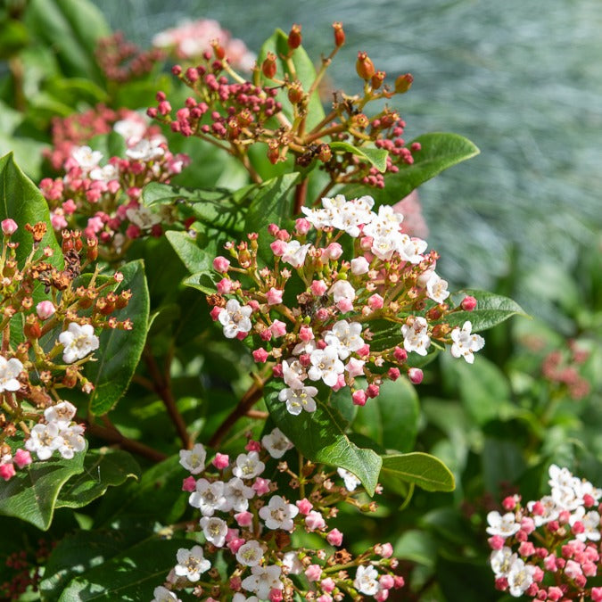 Lorbeer-Schneeball 'Gwenllian' - Viburnum tinus Gwenllian - Willemse