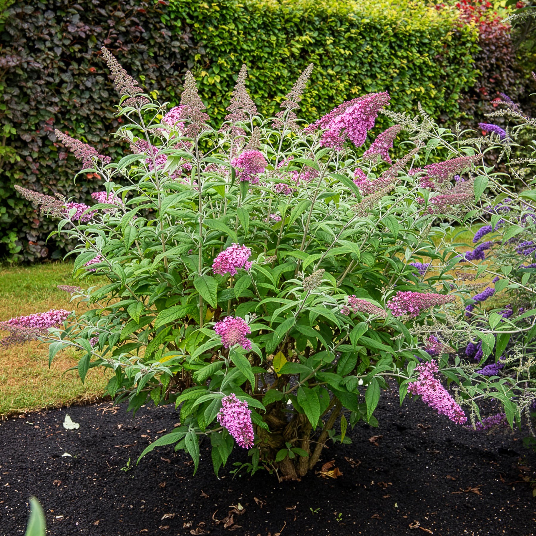 Schmetterlingsstrauch ‘Pink Delight’ - Willemse