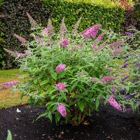 Schmetterlingsstrauch ‘Pink Delight’ - Willemse