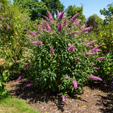 Schmetterlingsstrauch - Buddleja - Schmetterlingsstrauch ‘Pink Delight’ - Buddleja davidii pink delight