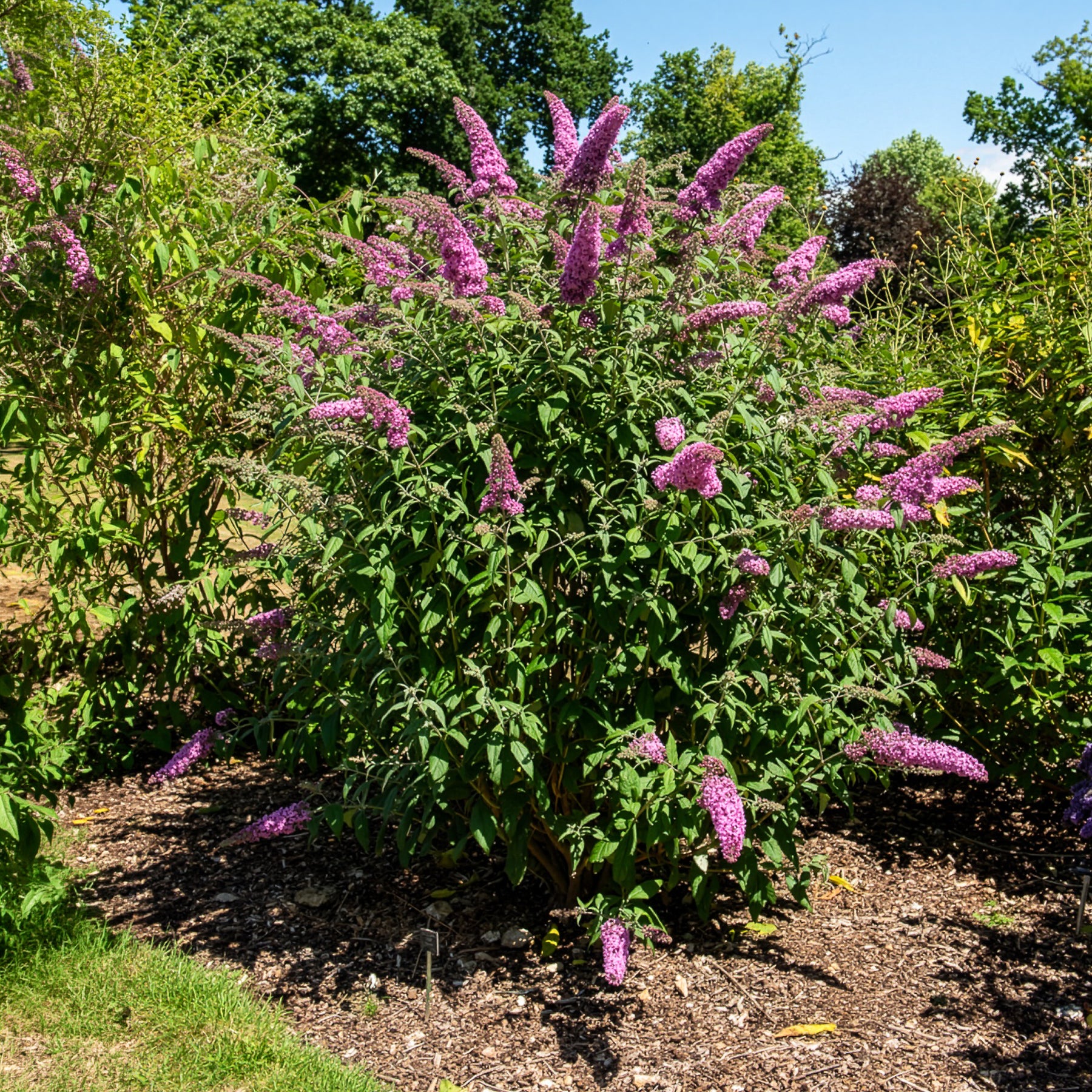 Schmetterlingsstrauch - Buddleja - Schmetterlingsstrauch ‘Pink Delight’ - Buddleja davidii pink delight