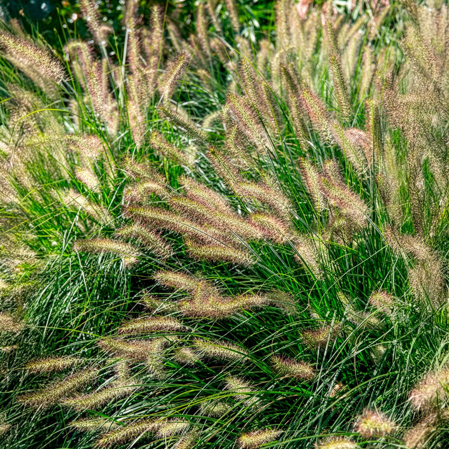 Lampenputzergras 'Hameln' - Pennisetum - Willemse