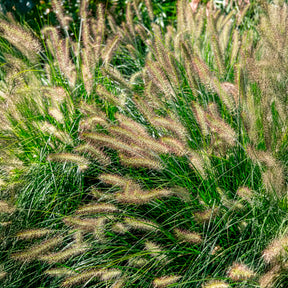 Lampenputzergras 'Hameln' - Pennisetum - Willemse