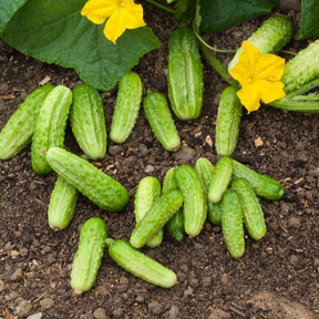 Cucumis sativus vert petit de paris - Gurke Vert Petit de Paris - Samen für Gewürzgurken