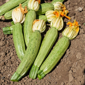 Zucchini ‘Grisette de Provence’ - Willemse