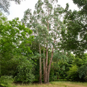 Verkauf Eukalyptus - Eucalyptus gunnii