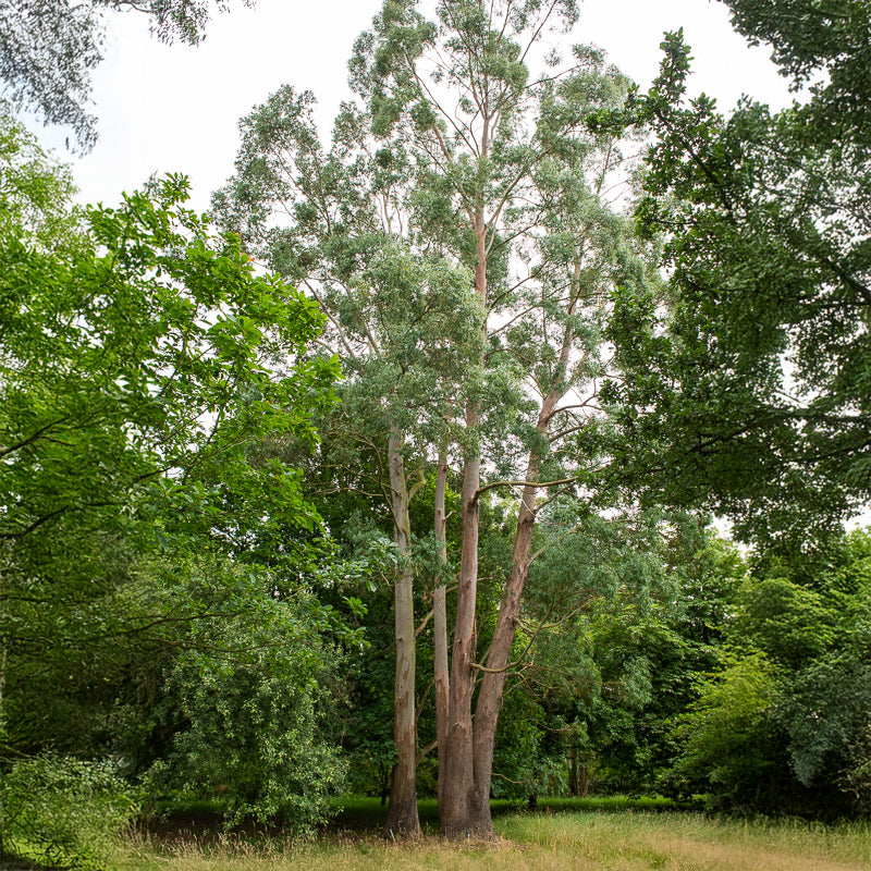 Verkauf Eukalyptus - Eucalyptus gunnii