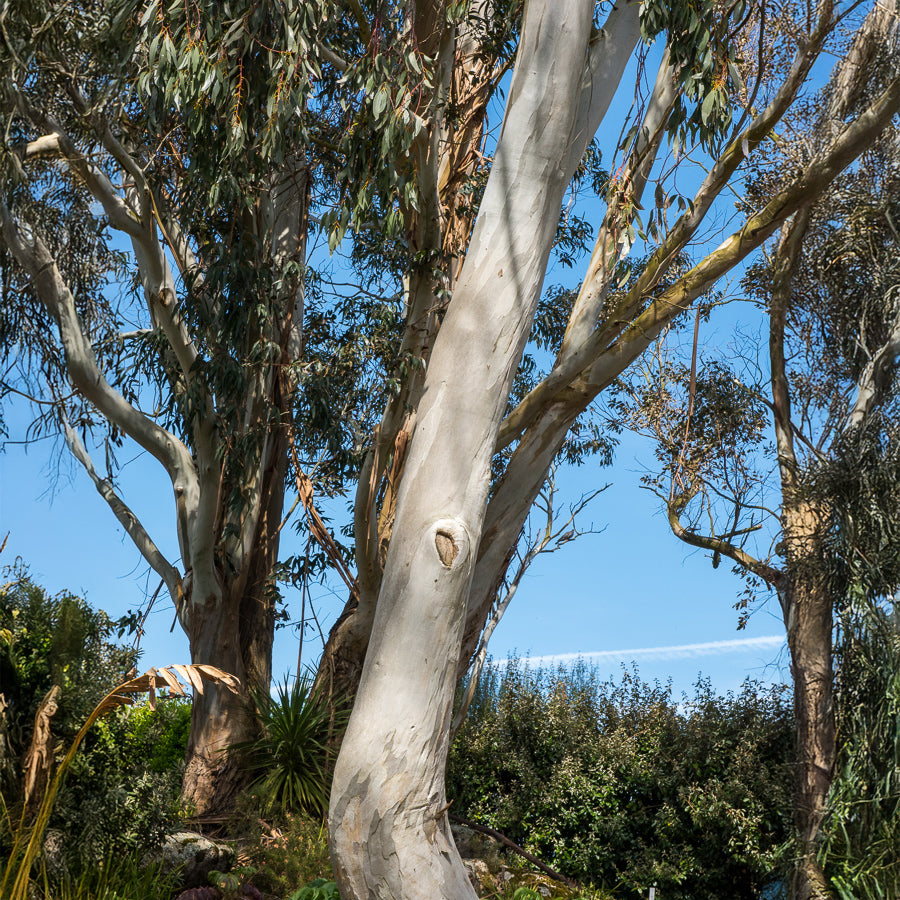 Eukalyptus - Eucalyptus - Eukalyptus - Willemse