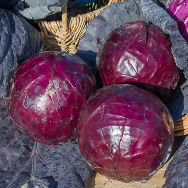 Rotkohl Tête Noire 3 - Brassica oleracea capitata tête noire 3 - Willemse