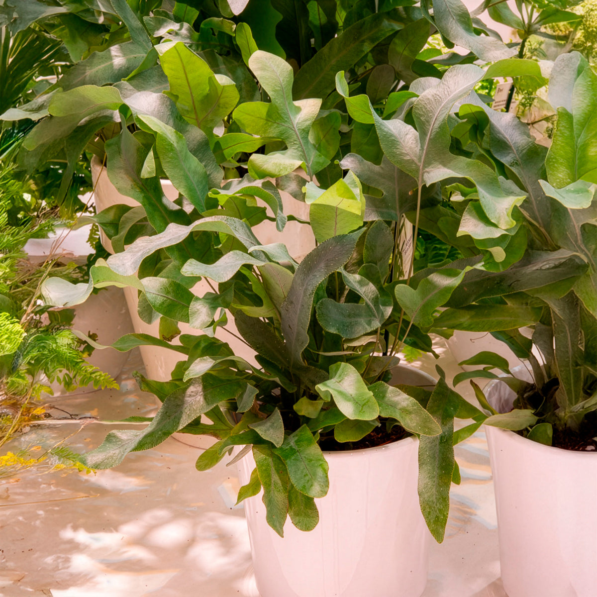 Blaufarn 'Blue Star' - Phlebodium blue star - Willemse