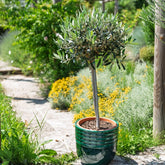 Olivenbaum auf Stamm - Olea europaea - Willemse