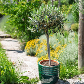 Olivenbaum auf Stamm - Olea europaea - Willemse