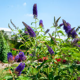 Schmetterlingsflieder - Buddleja davidii Empire Blue - Willemse