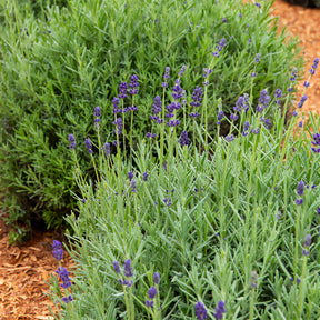 Lavandula angustifolia ardeche - Lavendel (x3) - Lavendel