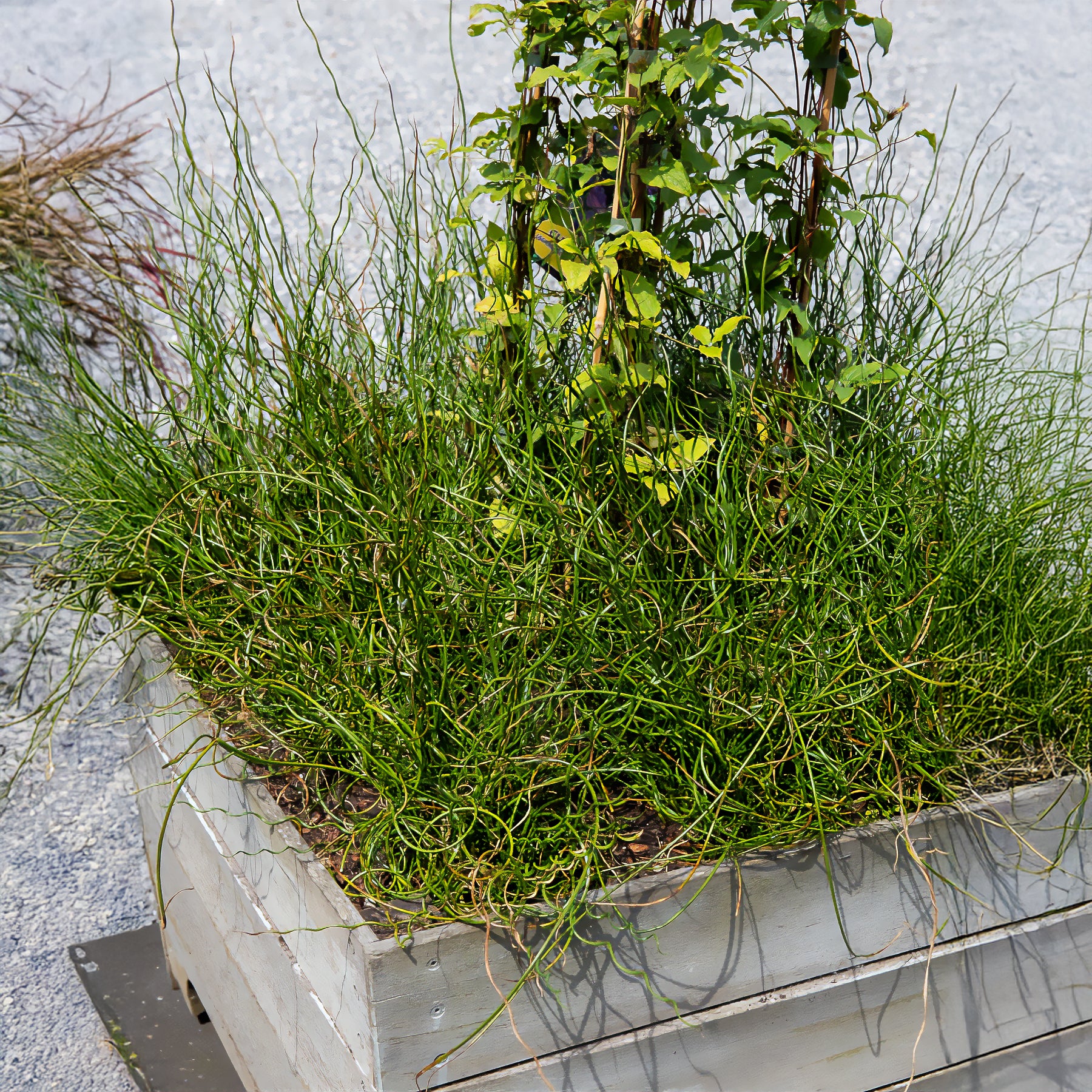 Sparrige Binse Spiralis - Willemse