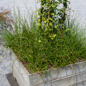 Sparrige Binse Spiralis - Willemse