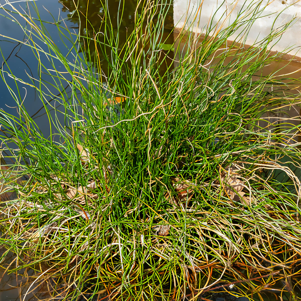 Juncus effusus spiralis - Sparrige Binse Spiralis - Alle Teichpflanzen