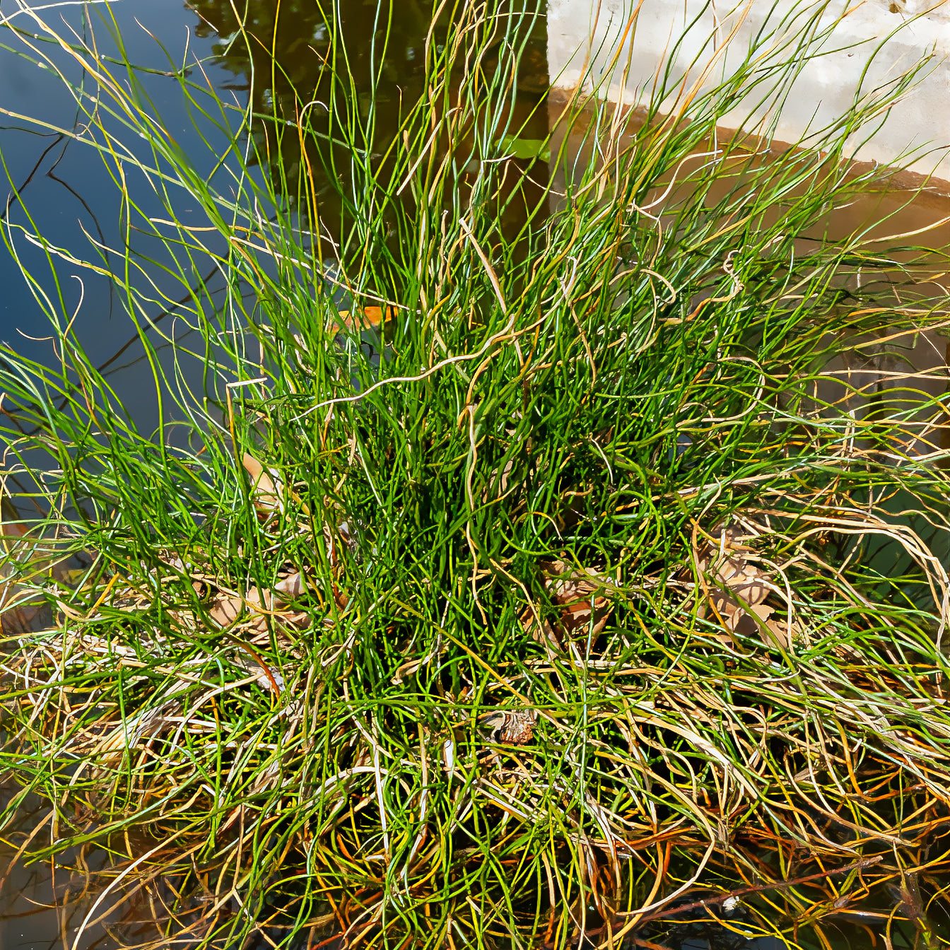 Juncus effusus spiralis - Sparrige Binse Spiralis - Alle Teichpflanzen