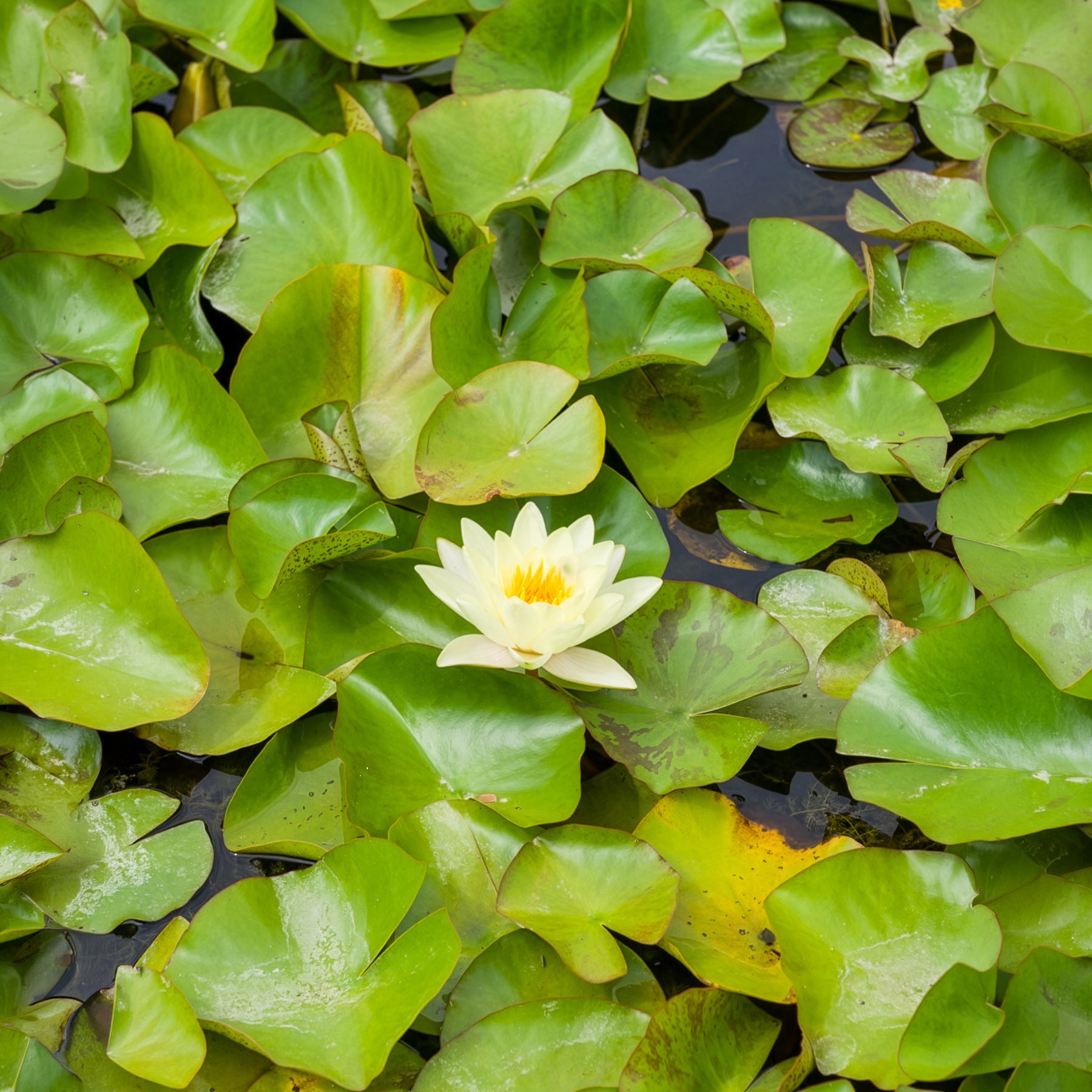 Seerose 'Marliacea Chromatella' - Nymphaea marliacea Chromatella - Willemse