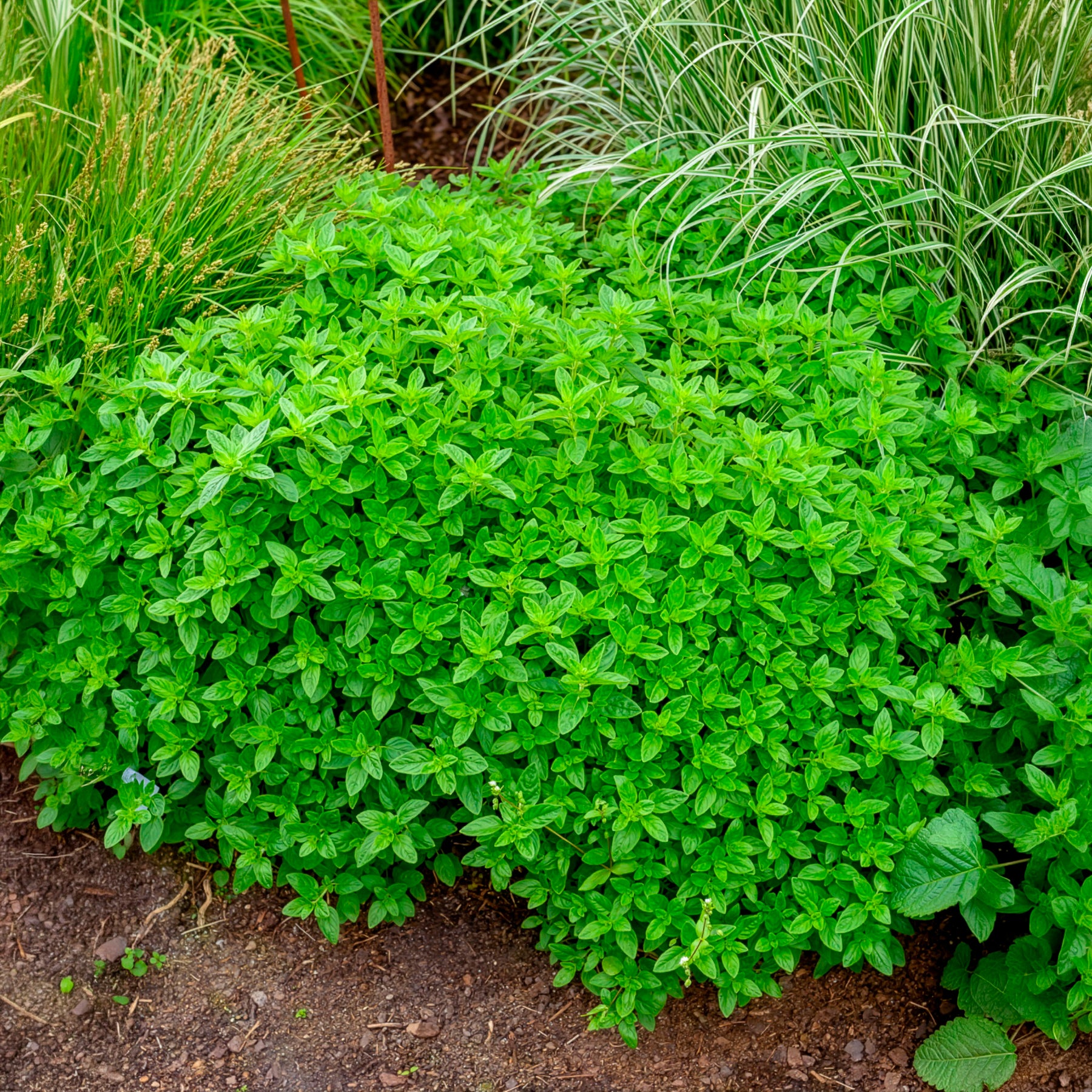 Echter Dost - Oregano - Origanum vulgare - Willemse