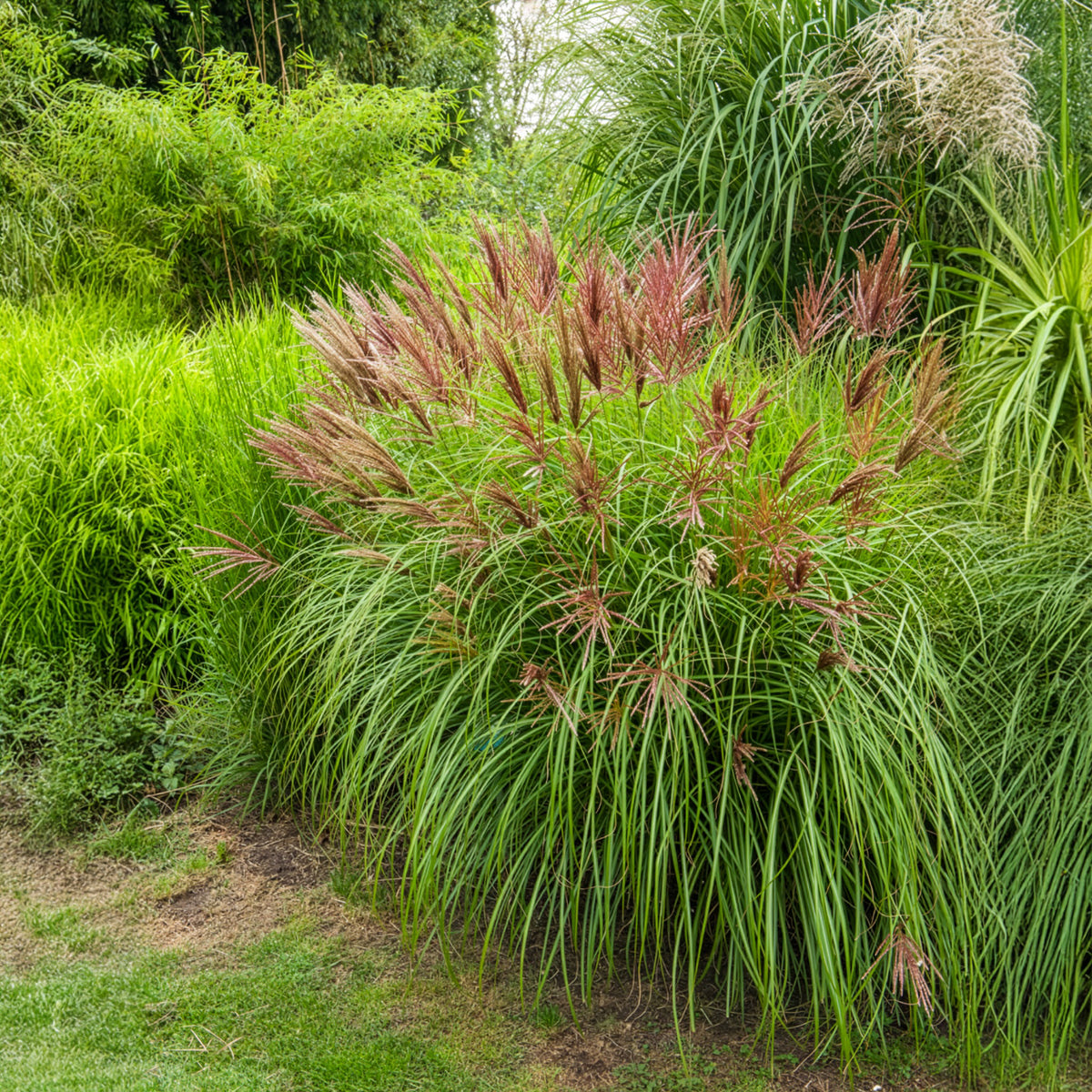 Chinaschilf Red Chief - Miscanthus sinensis Red Chief - Willemse