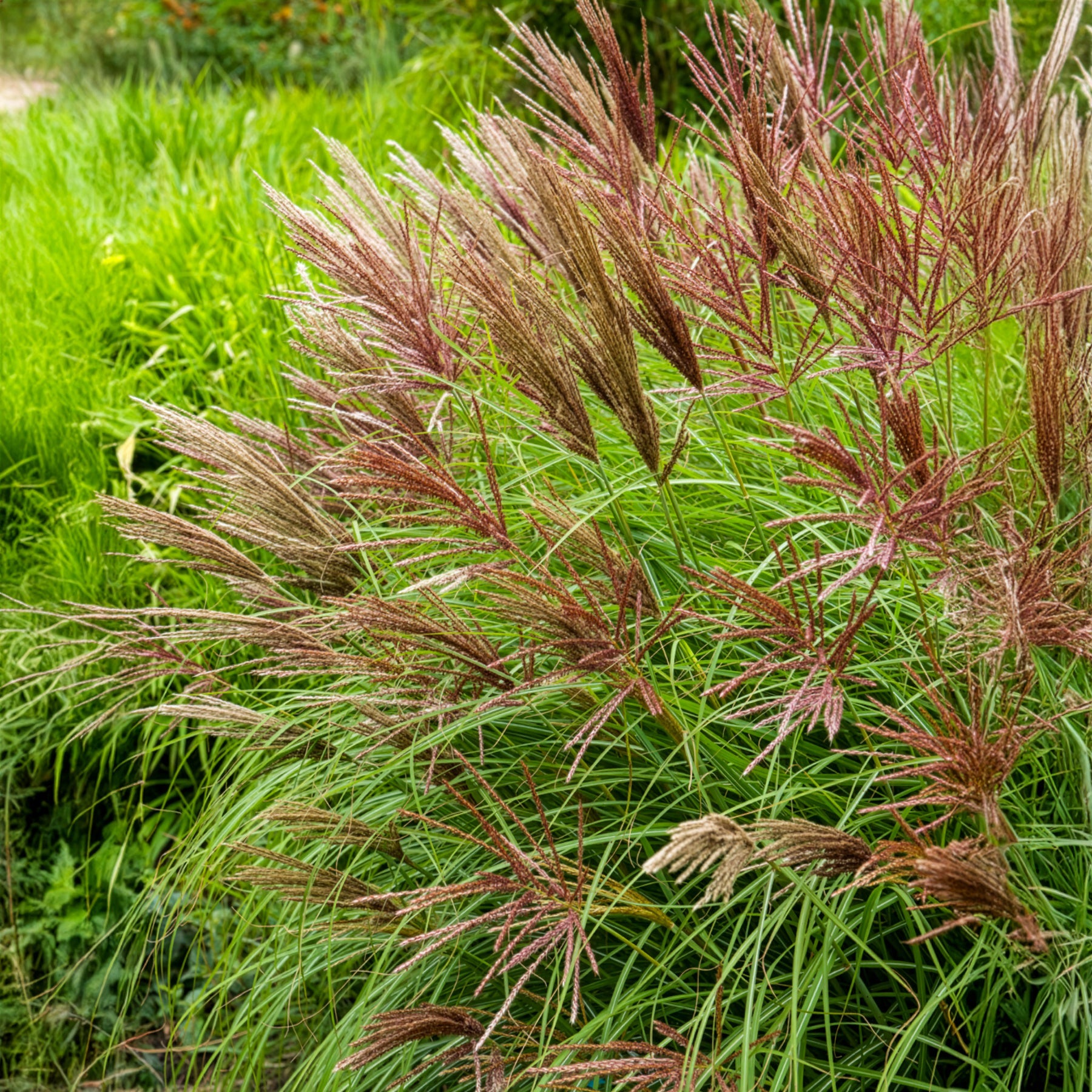 Chinaschilf Red Chief