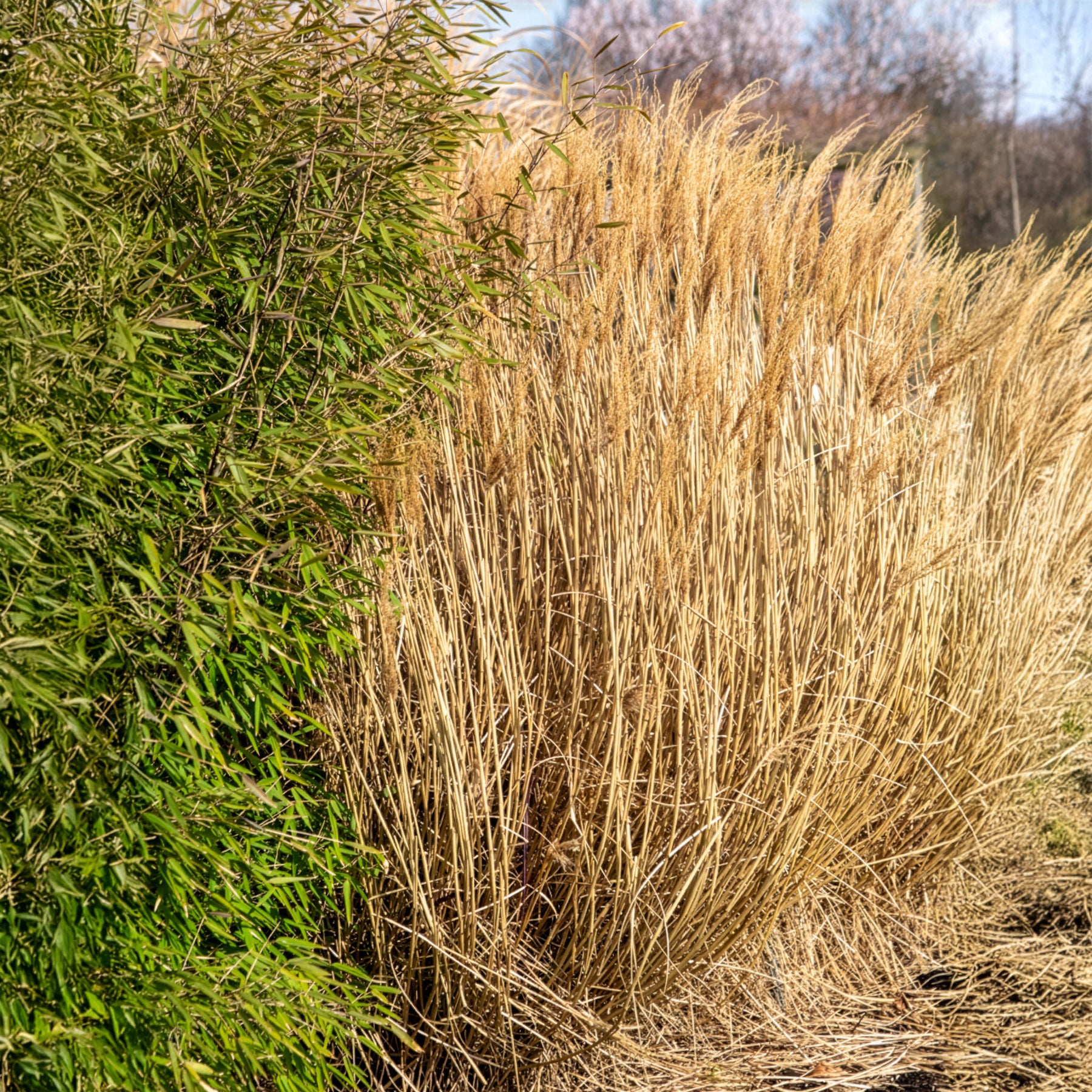 Miscanthus sinensis Red Chief - Chinaschilf Red Chief - Miscanthus