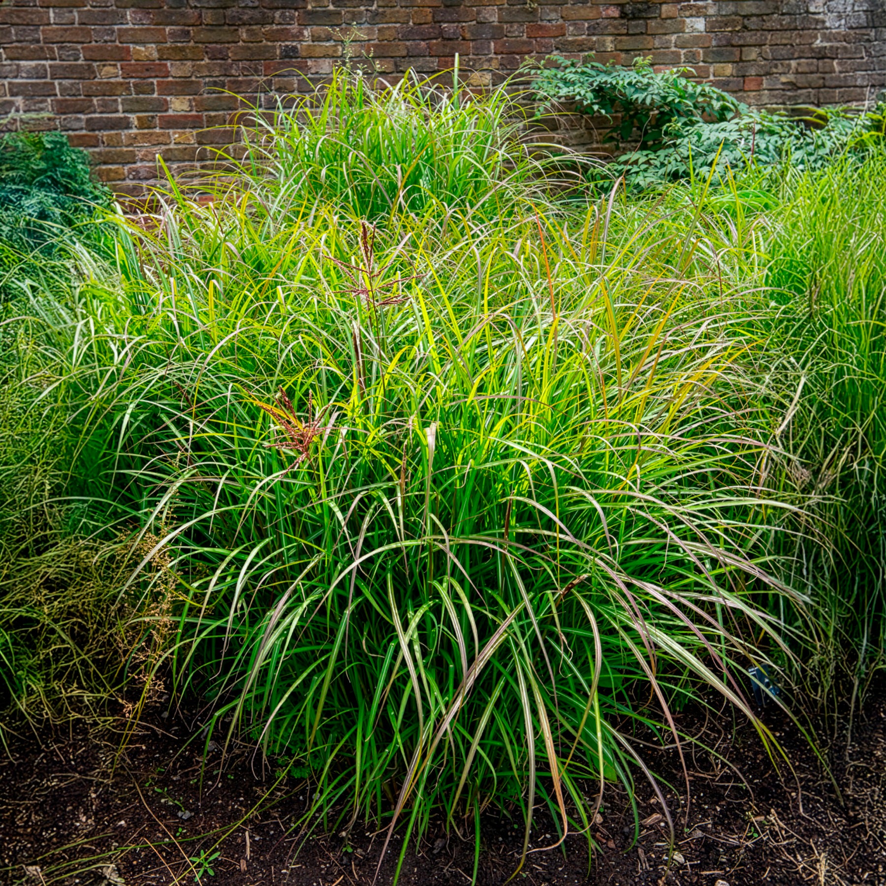 Chinaschilf 'Ferner Osten' - Miscanthus sinensis Ferner Osten - Willemse