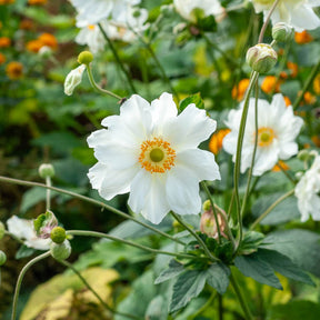 Nackte Wurzeln - Herbst-Anemone 'Whirlwind' - Anemone hybrida whirlwind