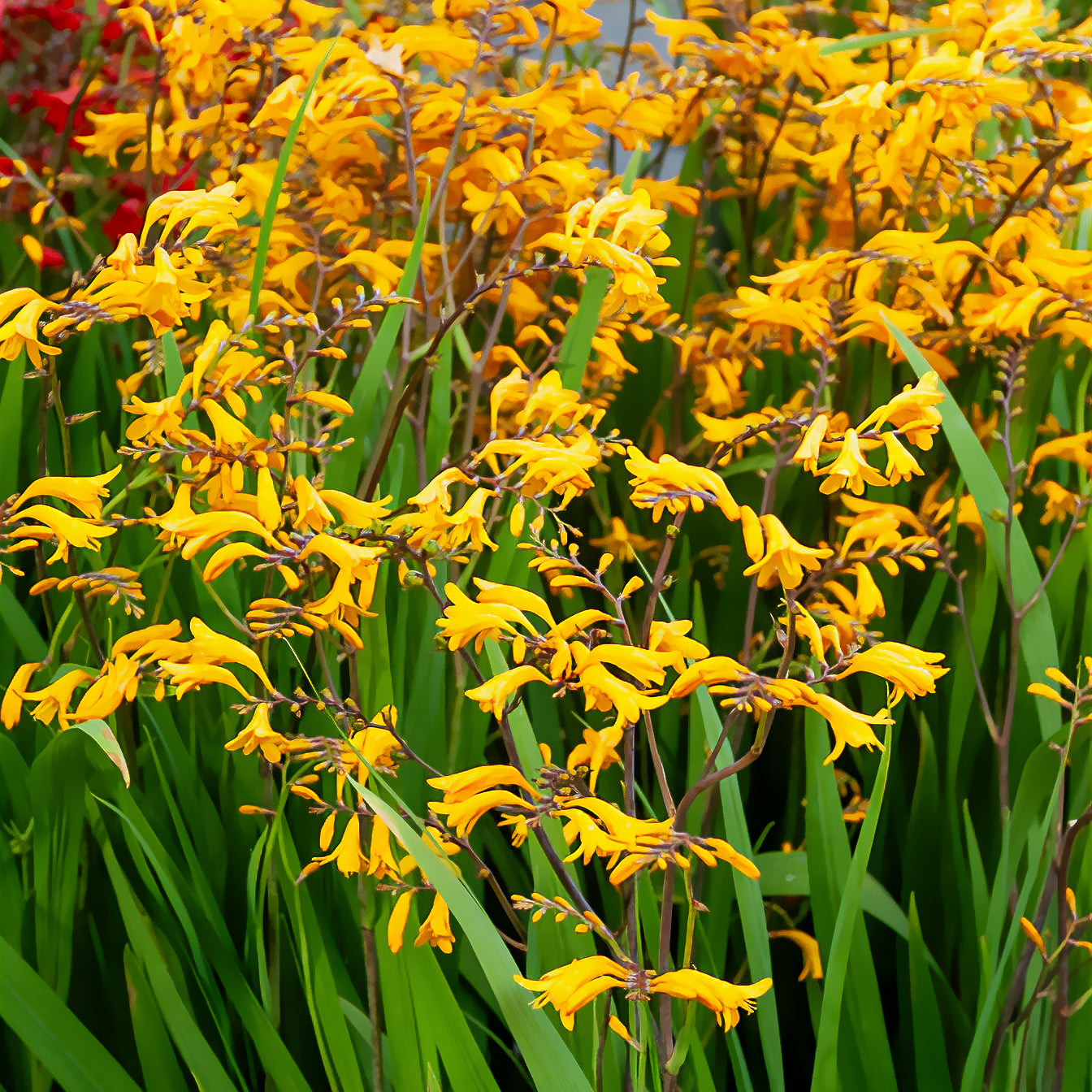 Montbretie 'Sunglow' (x20) - Crocosmia  'sunglow' - Willemse