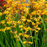 Montbretie 'Sunglow' (x20) - Crocosmia  'sunglow' - Willemse