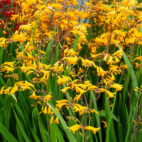 Montbretie 'Sunglow' (x20) - Crocosmia  'sunglow' - Willemse