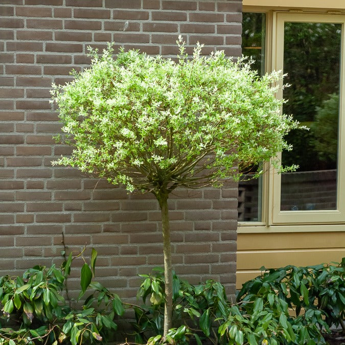 Verkauf Harlekinweide auf Stamm