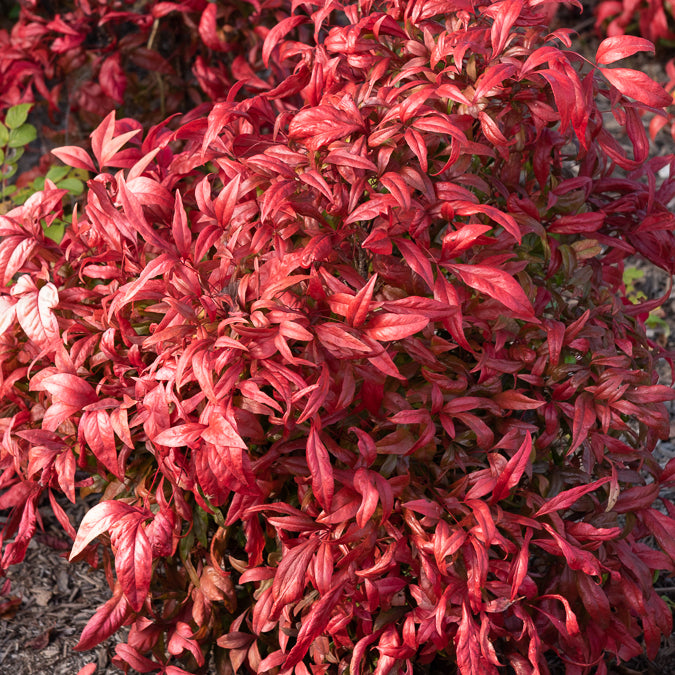 Nandina domestica Fire Power - Himmelsbambus 'Firepower' - Blühende Sträucher