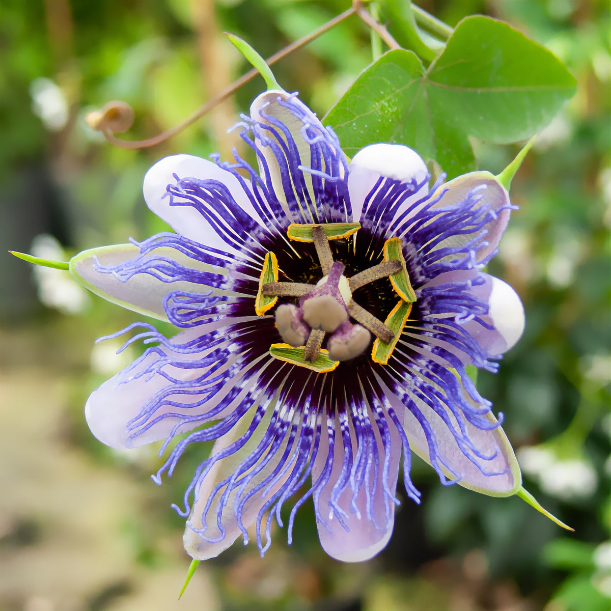 Passionsblume 'Purple Rain' - Willemse