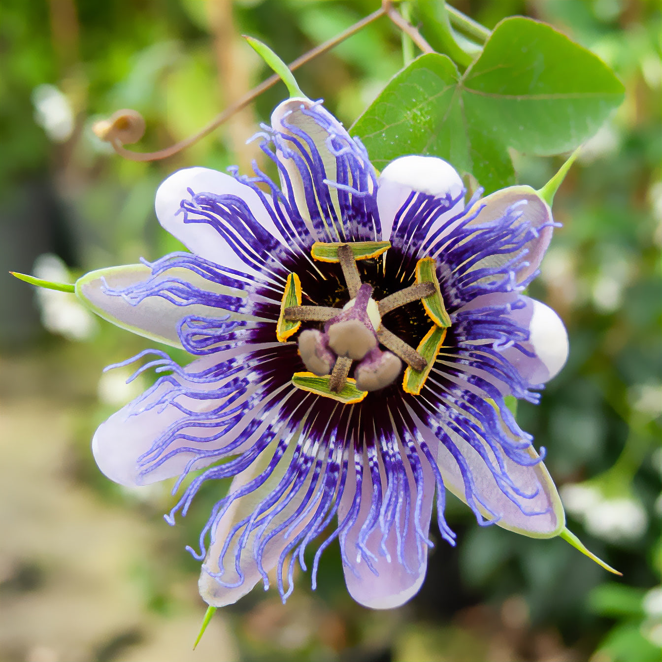 Passionsblume 'Purple Rain' - Willemse