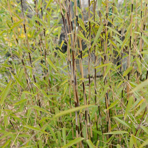 Gartenbambus 'Volcano' - Willemse