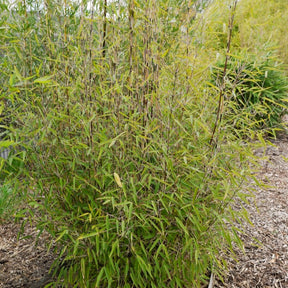 Gartenbambus 'Volcano' - Fargesia nitida 'volcano' - Willemse