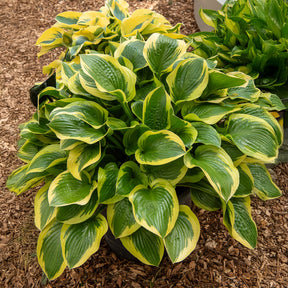 Funkie 'Queen Josephine' - Hosta Queen Josephine - Willemse