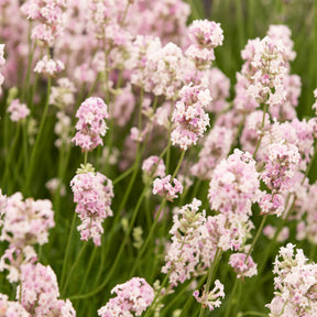 Lavendel-Kollektion weiß & rosa (x4)