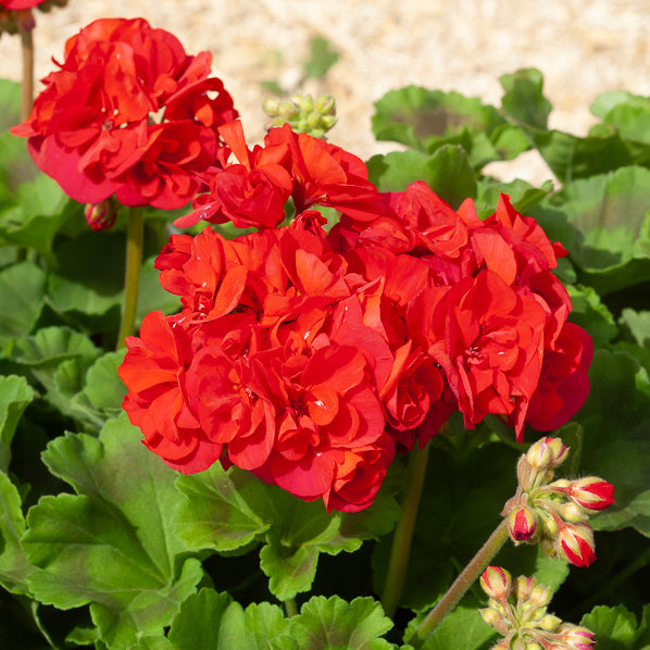 Pelargonium zonale toscana ® - Geranie 'Toscana'® (x3) - Geranien - Pelargonien