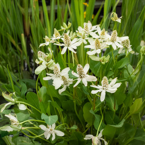 Verkauf Kalifornische Anemopsis - Anemopsis californica