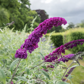 Schmetterlingsflieder Buddleja 'Royal Red' - Willemse