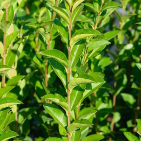 Ligustrum ovalifolium - Kalifornischer Liguster - Liguster - Ligustrum