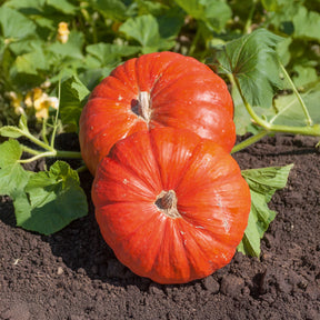 Samen für Kürbisse - Kürbis 'Rote Zentner' - Cucurbita maxima rouge vif d'etampes