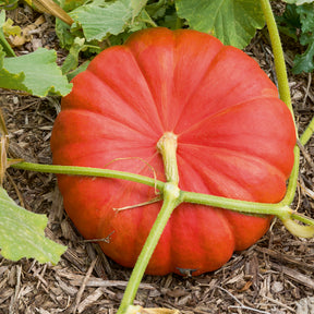 Verkauf Kürbis 'Rote Zentner' - Cucurbita maxima rouge vif d'etampes