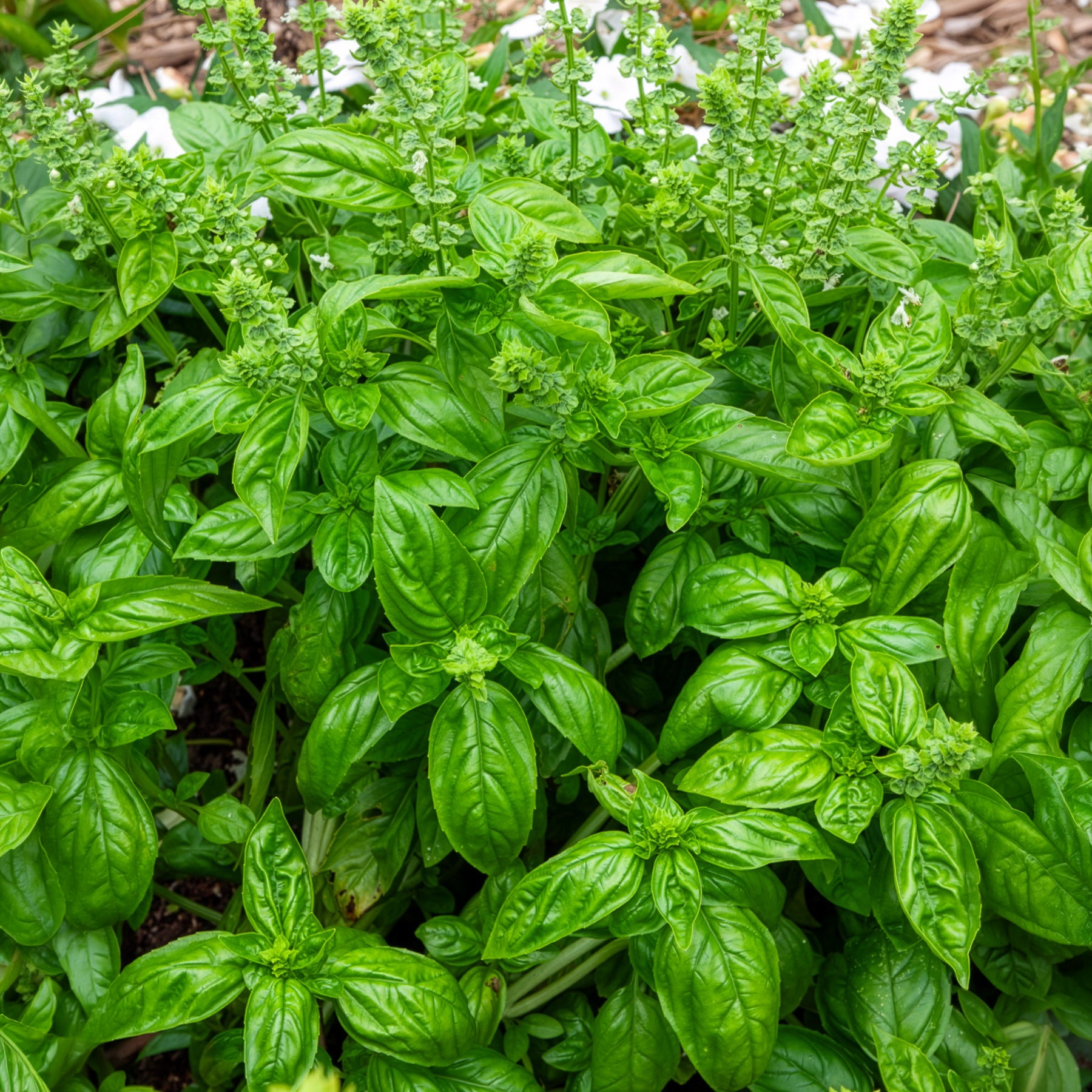 Basilikum 'Genovese' Bio